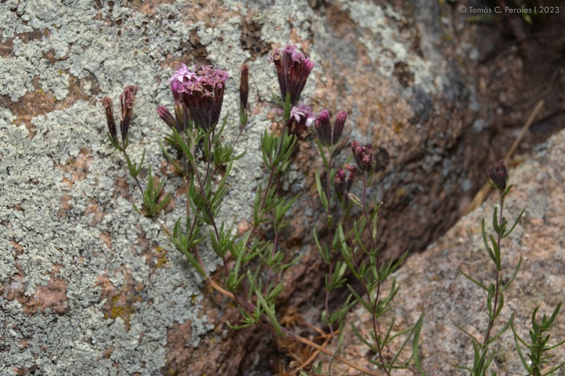 Stevia satureiifolia photo 3