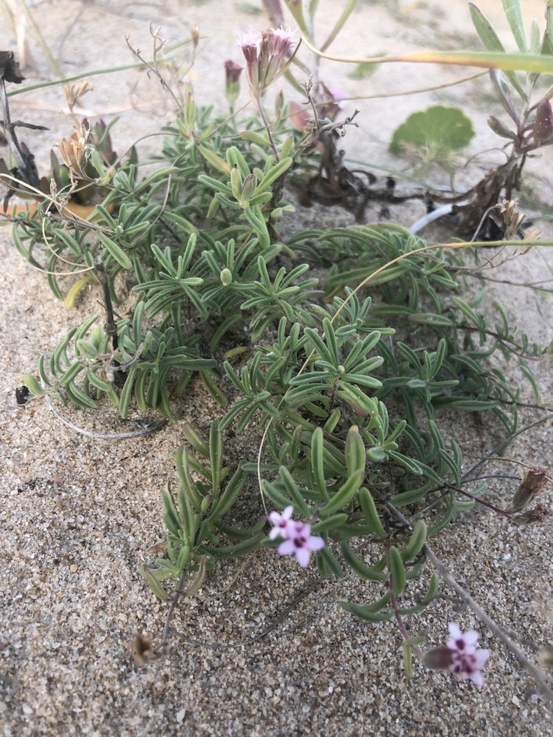 Stevia satureiifolia photo 4