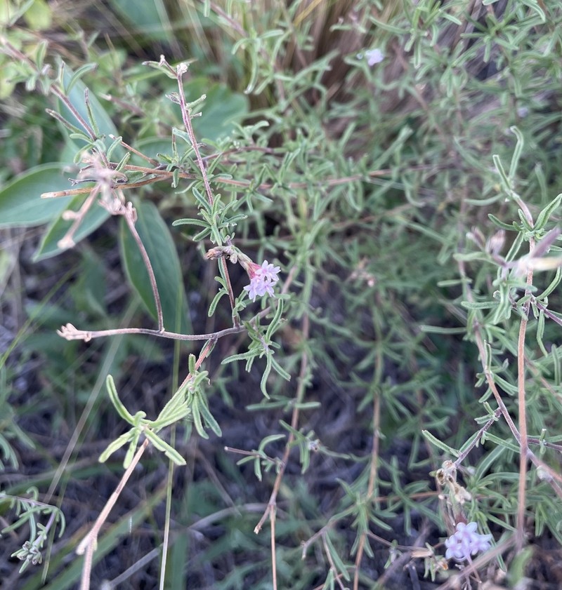 Stevia satureiifolia photo 5