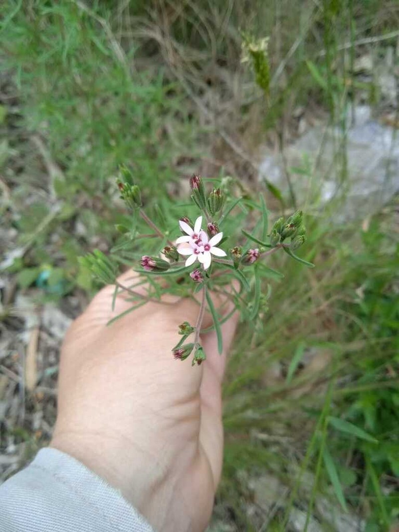 Stevia satureiifolia photo 6