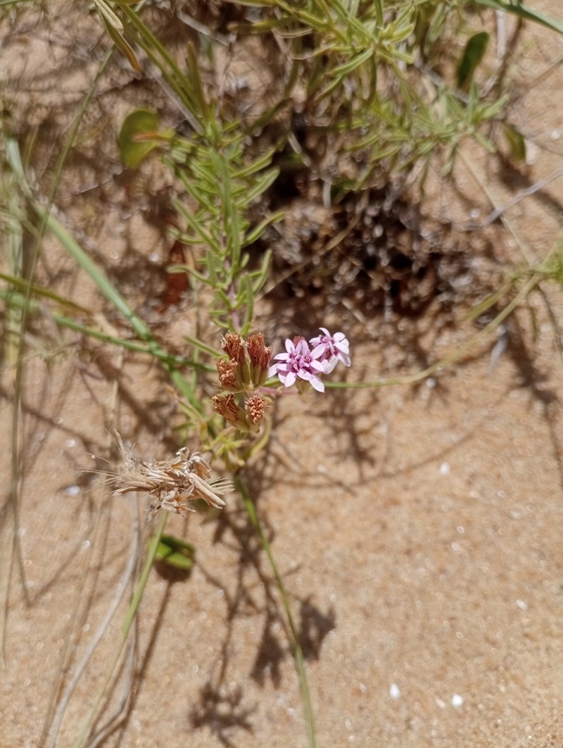 Stevia satureiifolia photo 7
