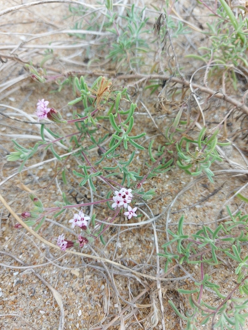 Stevia satureiifolia photo 8