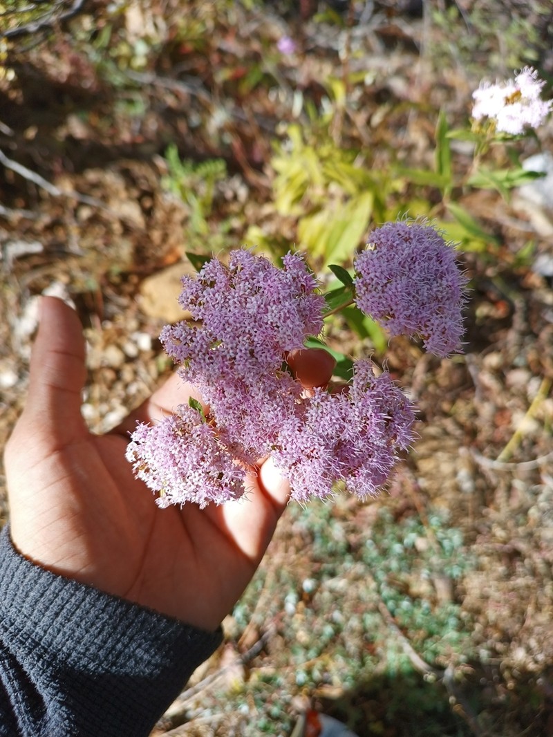 Stevia scabrella