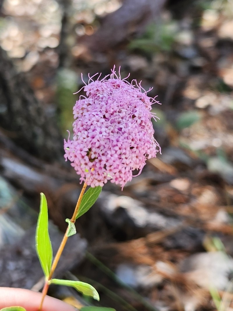 Stevia scabrella photo 2
