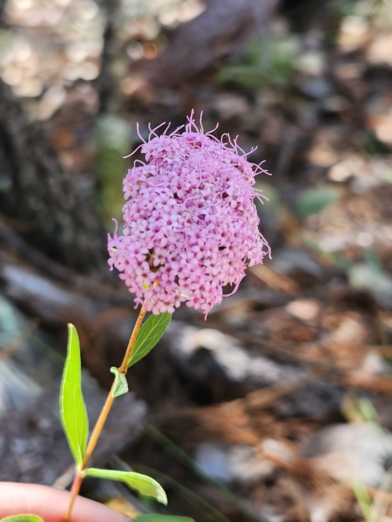 Stevia scabrella photo 3