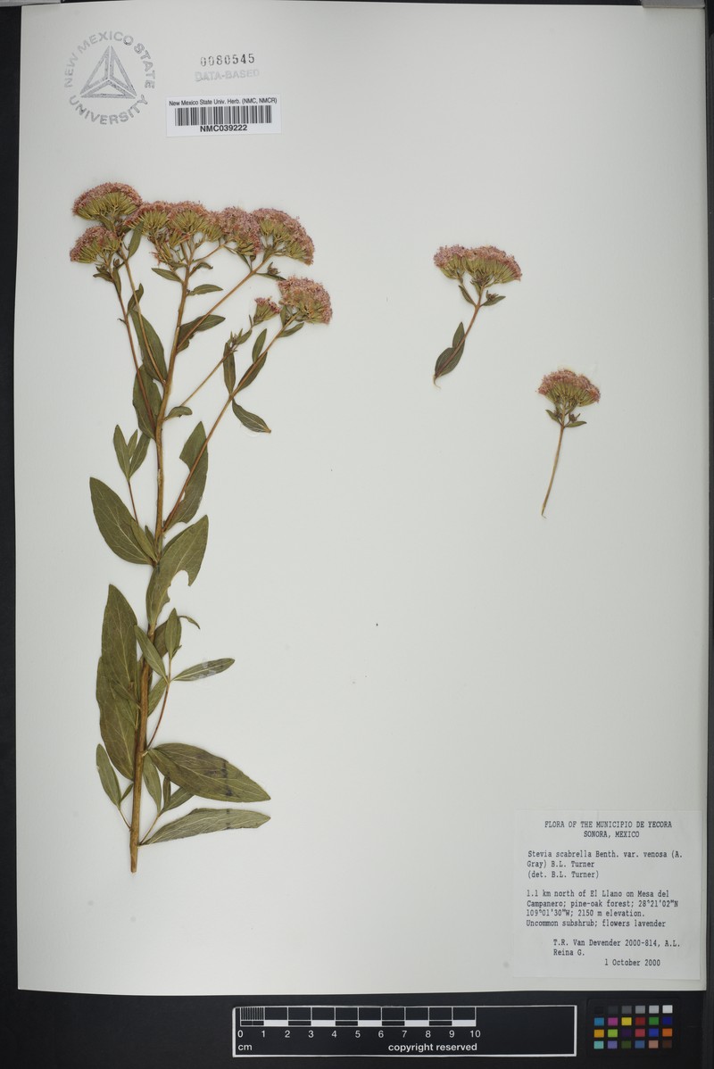 Stevia scabrella var. venosa photo 2
