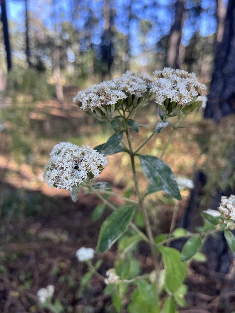 Stevia scabrelloides