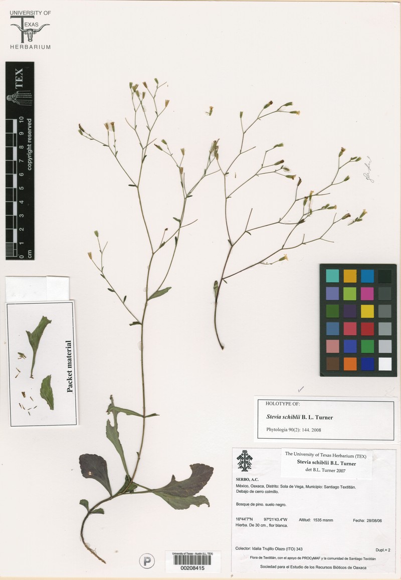 Stevia schiblii