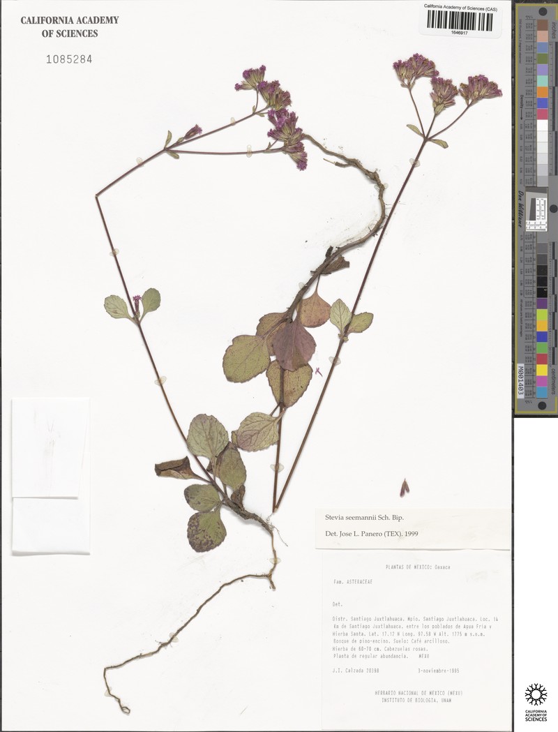 Stevia seemannii