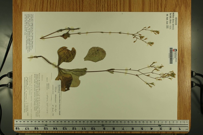 Stevia seemannii photo 2