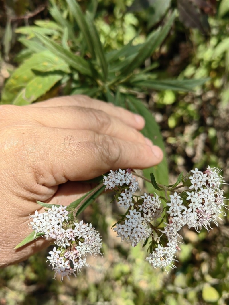 Stevia seleriana
