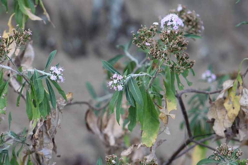 Stevia seleriana photo 4
