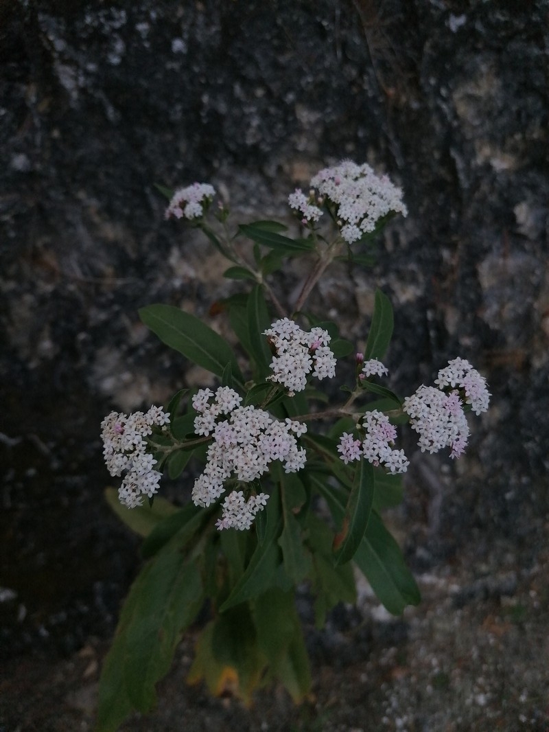 Stevia seleriana photo 5