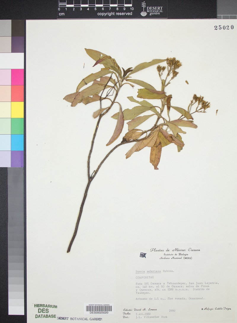 Stevia seleriana photo 6