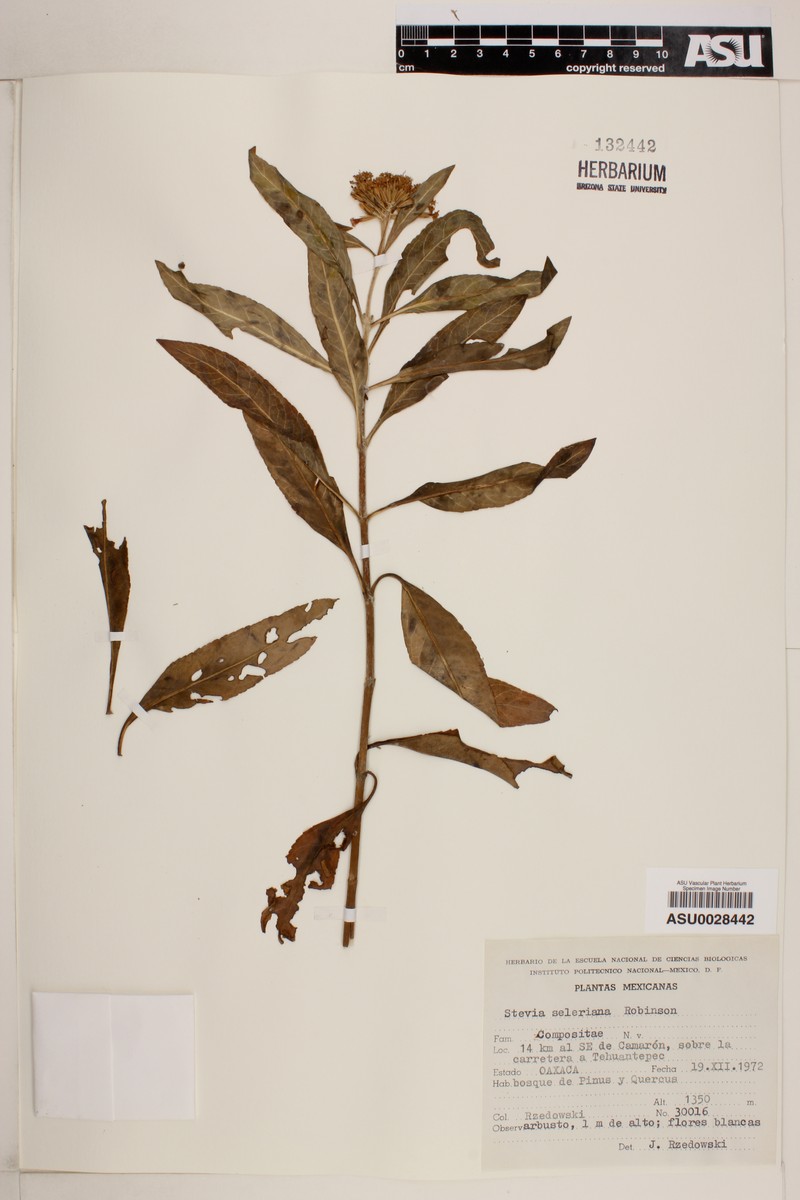 Stevia seleriana photo 7