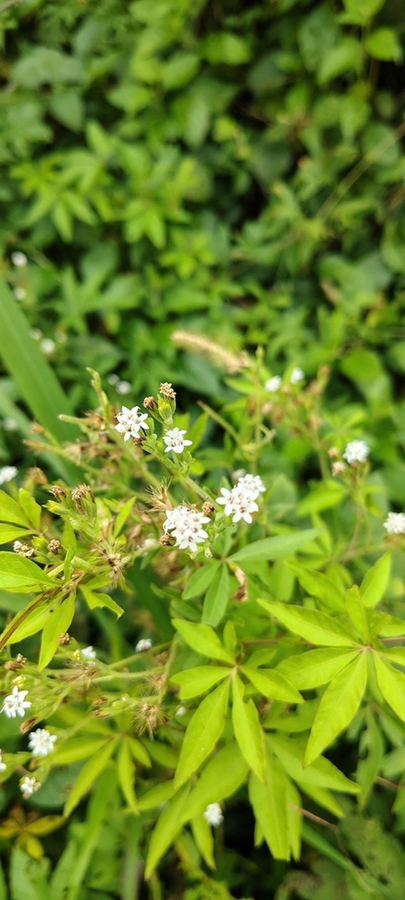 Stevia selloi