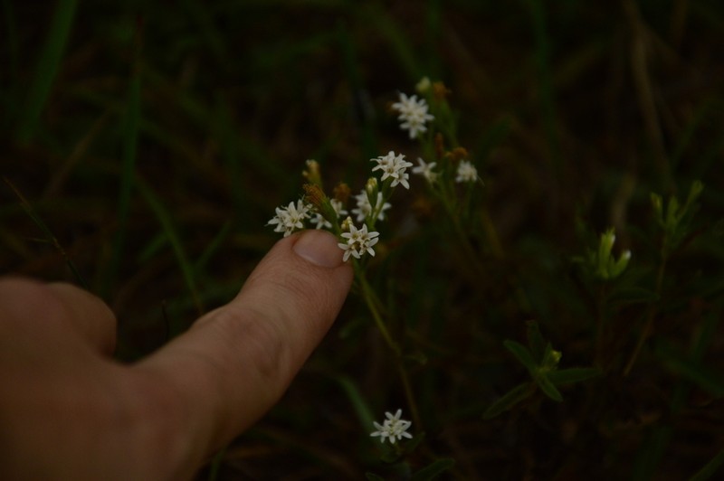 Stevia selloi photo 3