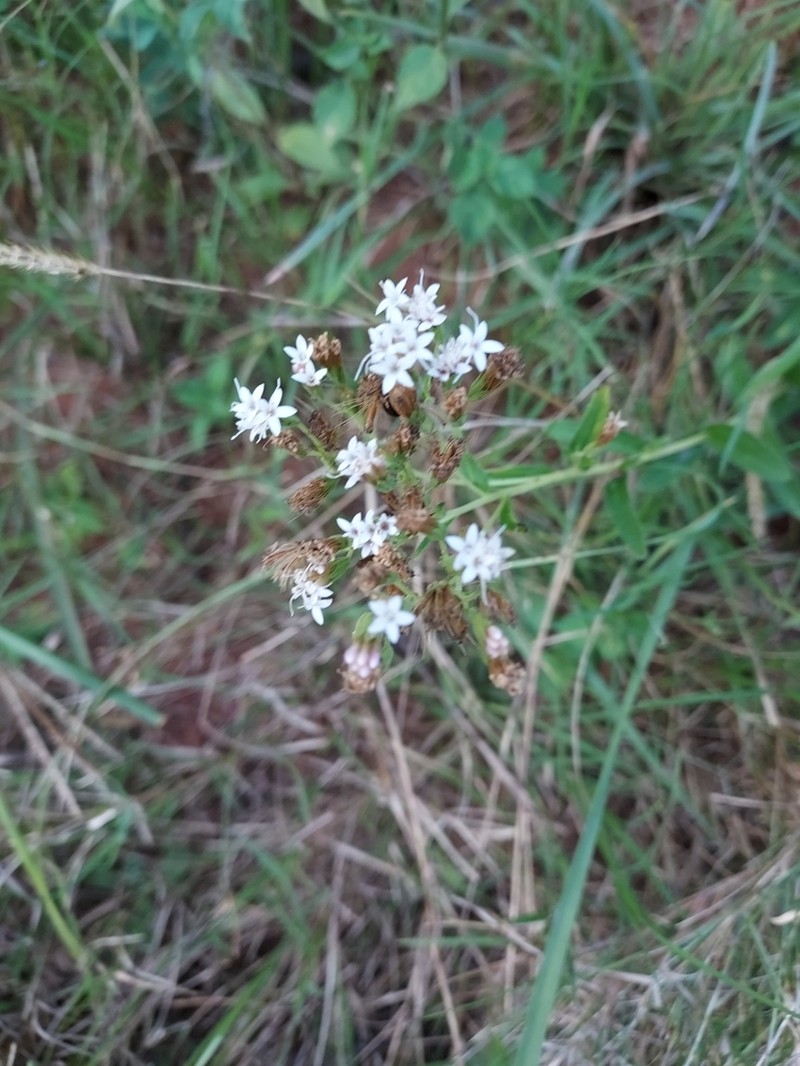 Stevia selloi photo 4