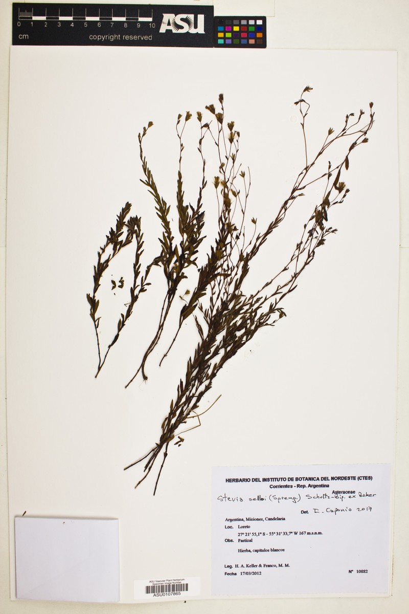 Stevia selloi photo 7