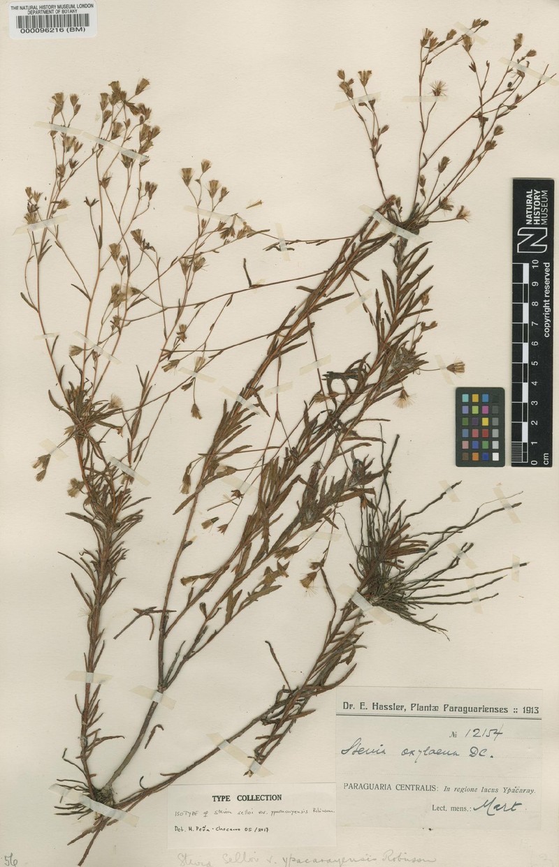 Stevia selloi photo 8