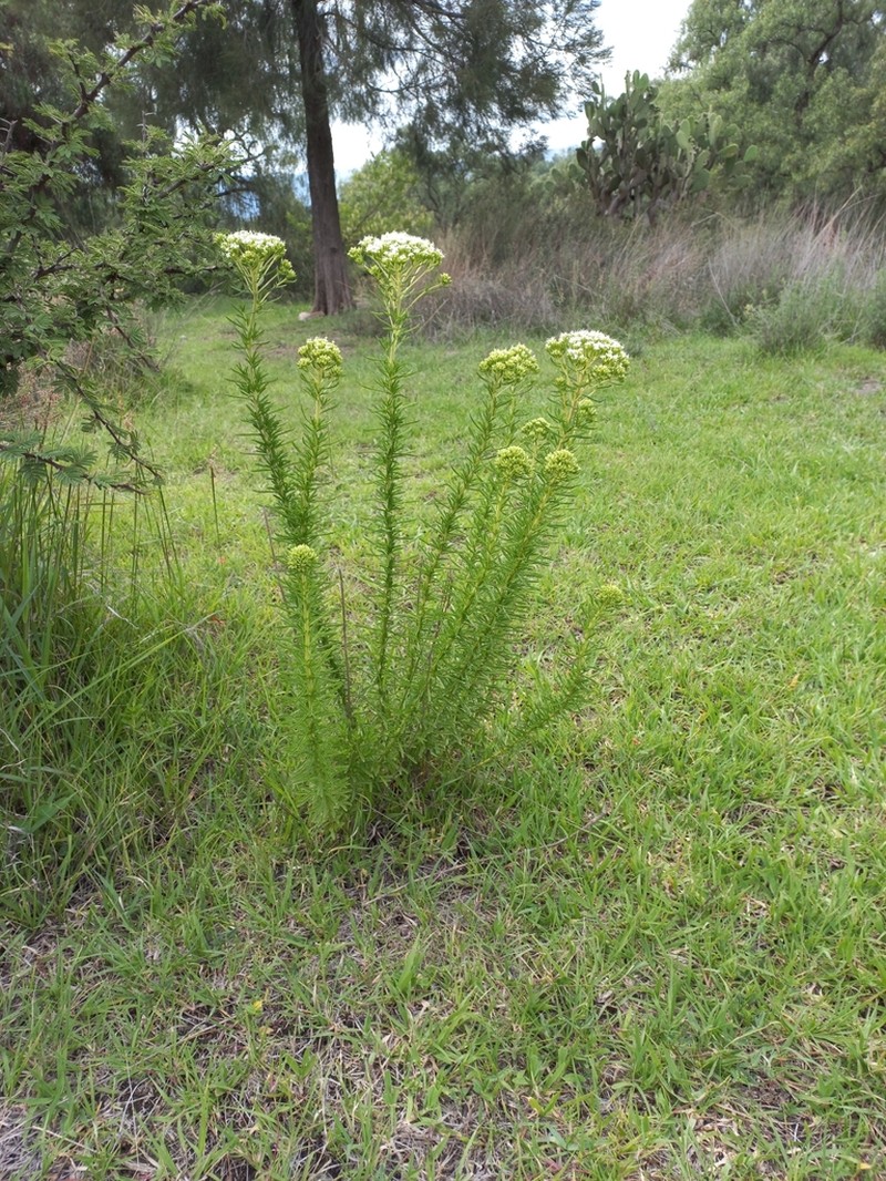 Sawtooth Candyleaf photo 2