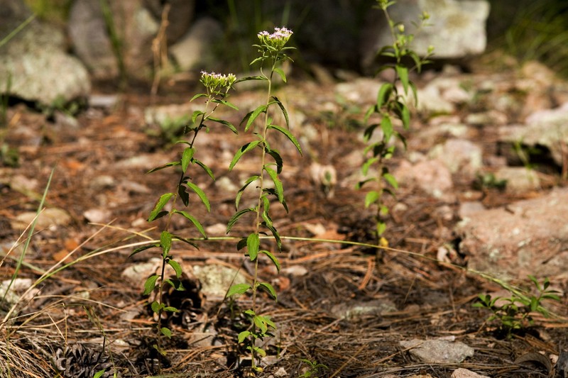 Sawtooth Candyleaf photo 3