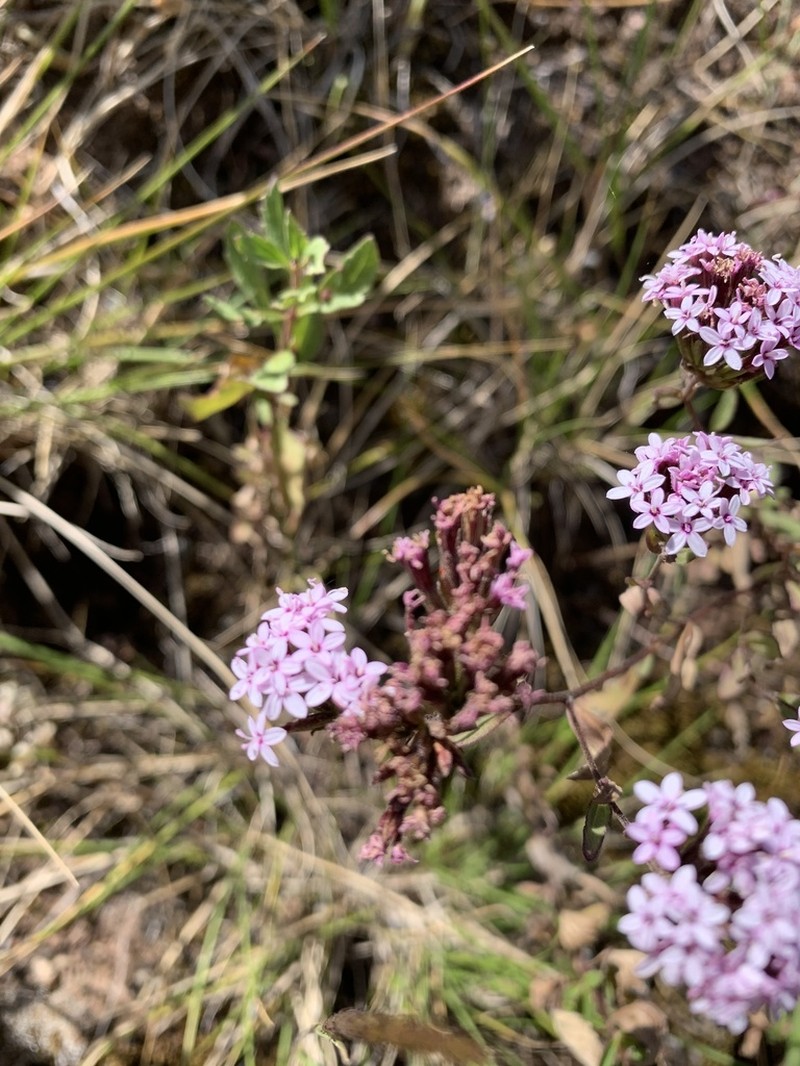 Stevia soratensis