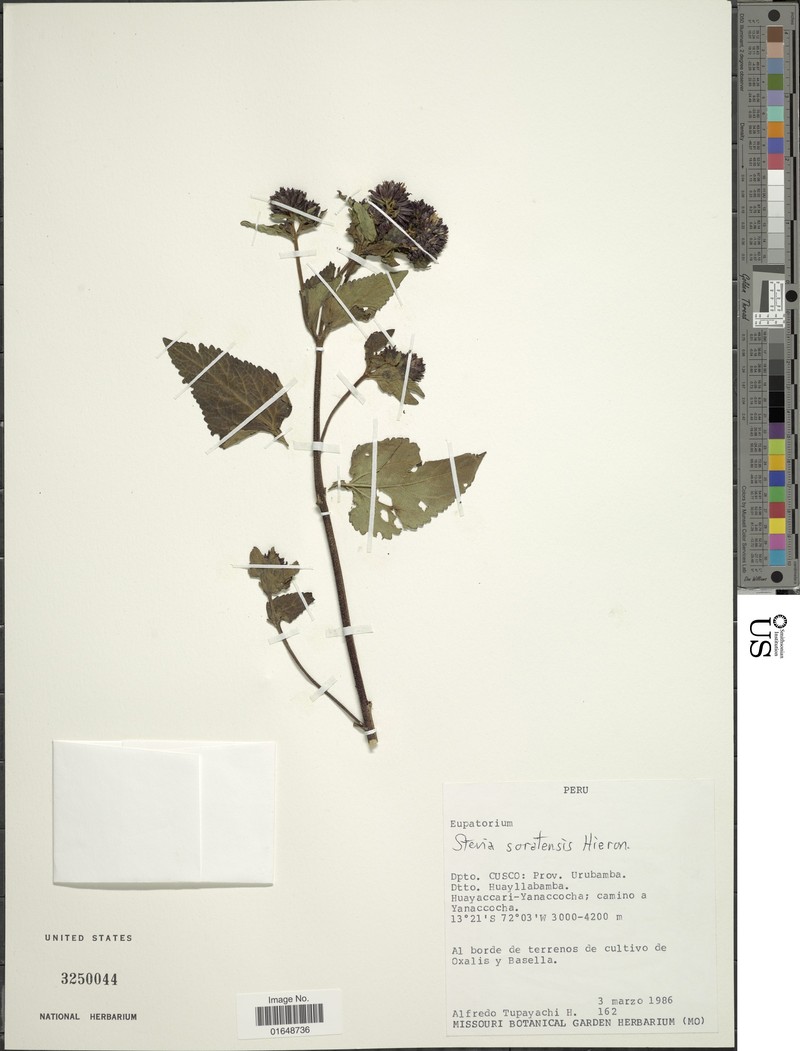 Stevia soratensis photo 2