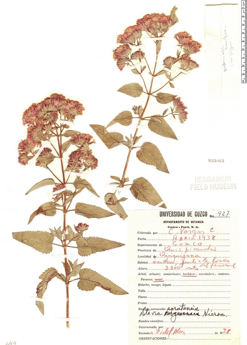 Stevia soratensis photo 3
