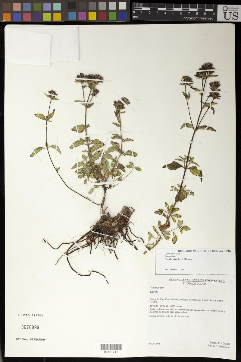 Stevia stuebelii