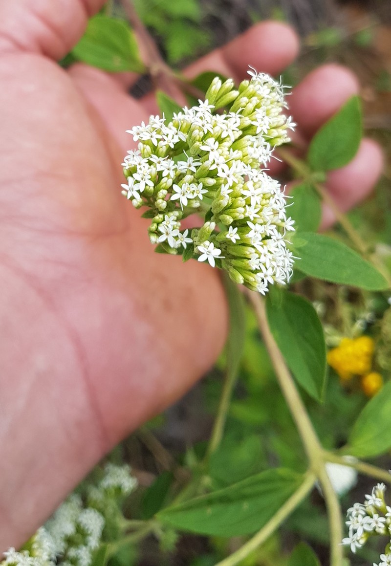 Stevia suaveolens