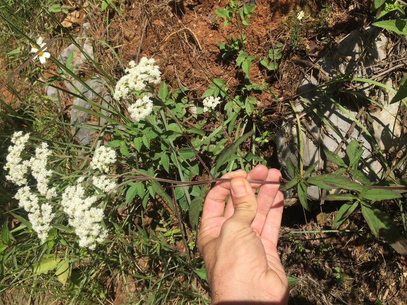Stevia suaveolens photo 2