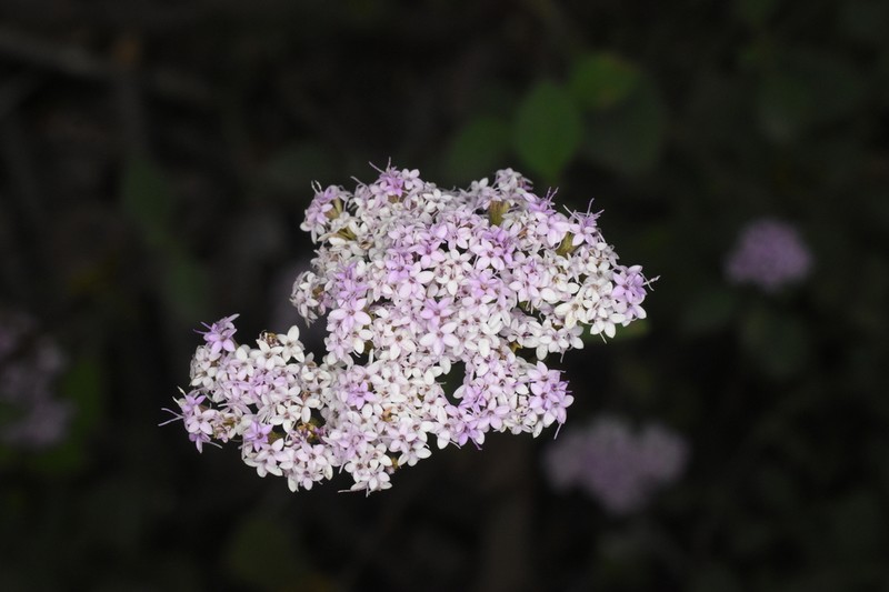 Stevia suaveolens photo 4
