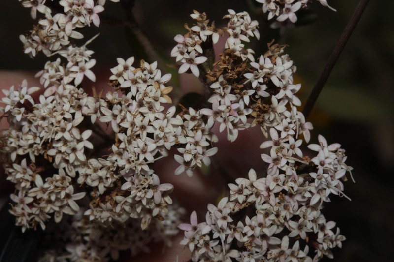 Stevia suaveolens photo 5