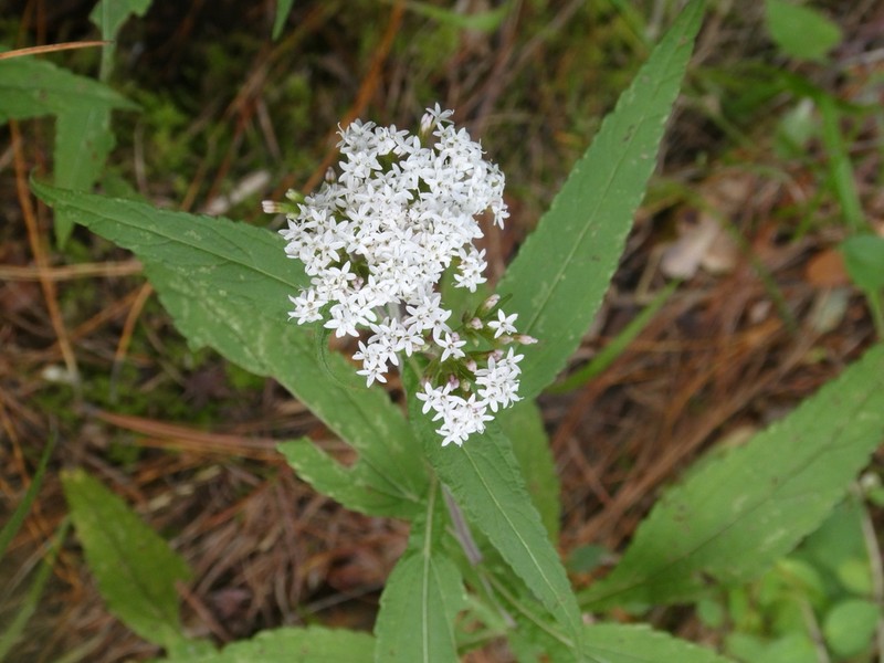 Stevia suaveolens photo 6