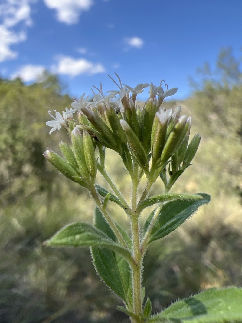 Stevia suaveolens photo 7