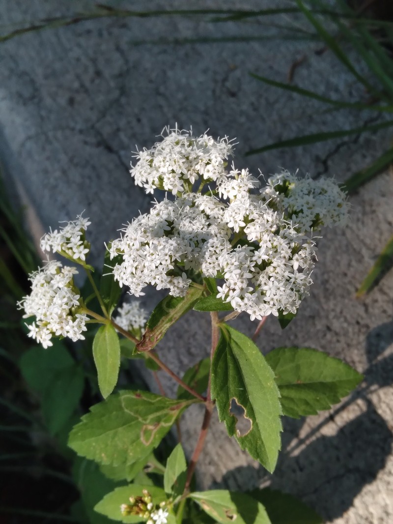 Stevia suaveolens photo 8