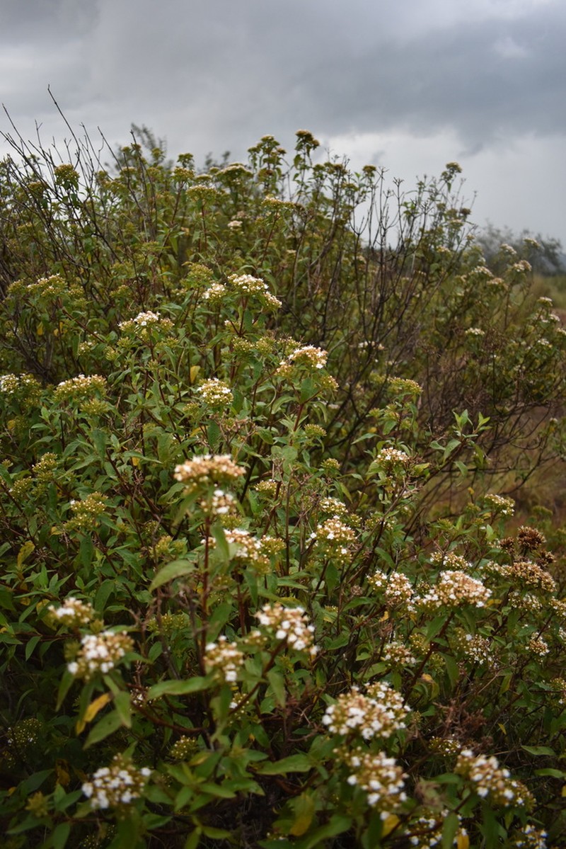 Stevia subpubescens