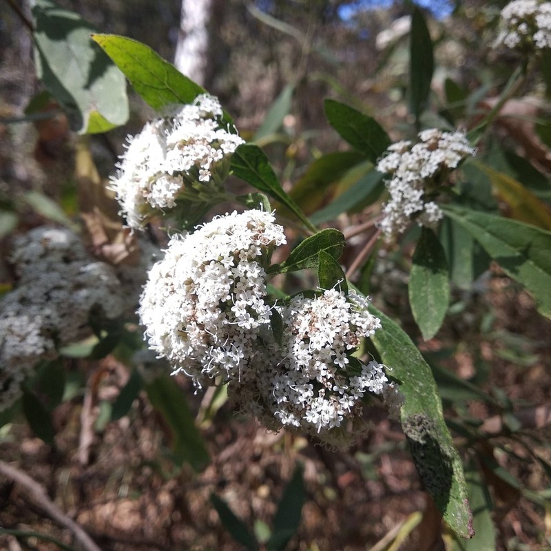 Stevia subpubescens photo 2