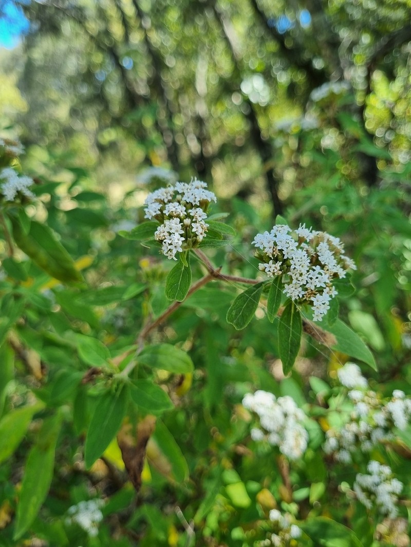 Stevia subpubescens photo 3