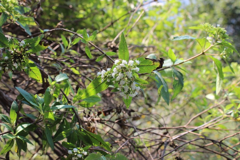 Stevia subpubescens photo 4