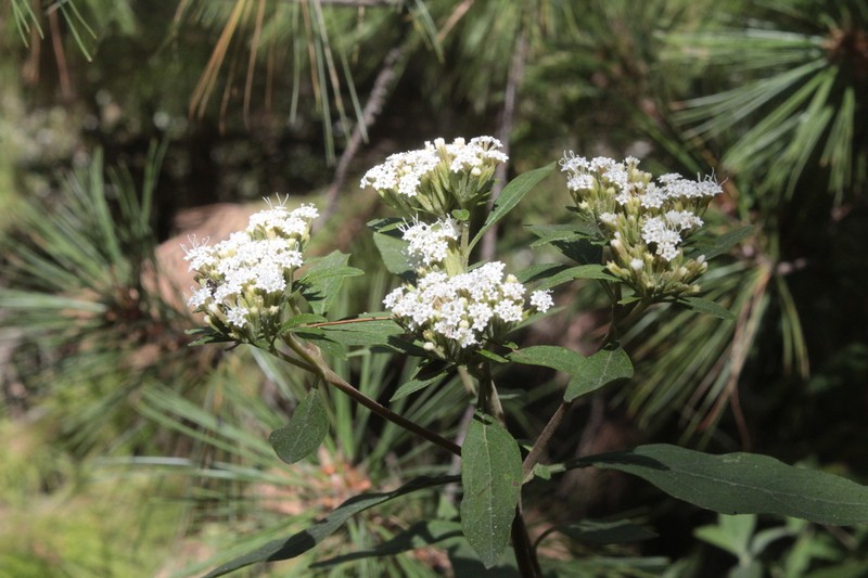 Stevia subpubescens photo 6