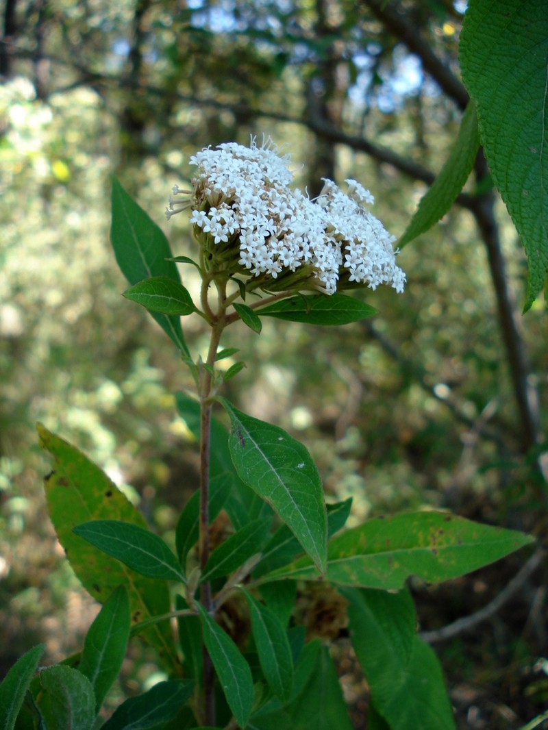Stevia subpubescens photo 7