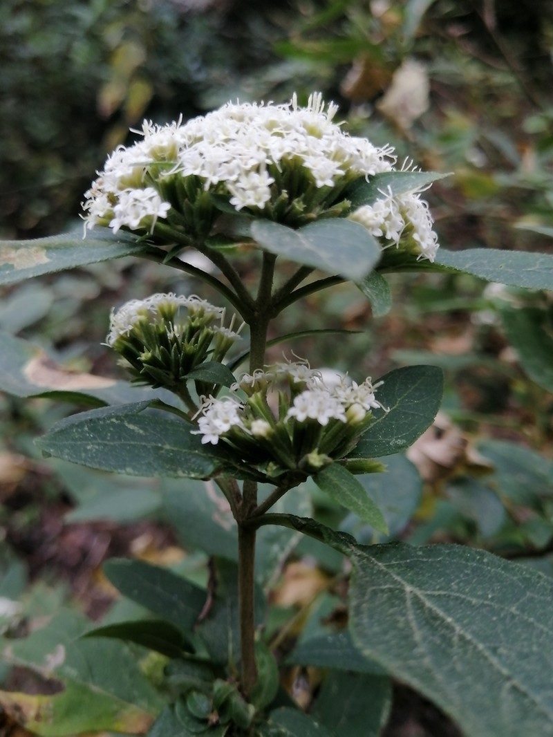 Stevia subpubescens photo 8