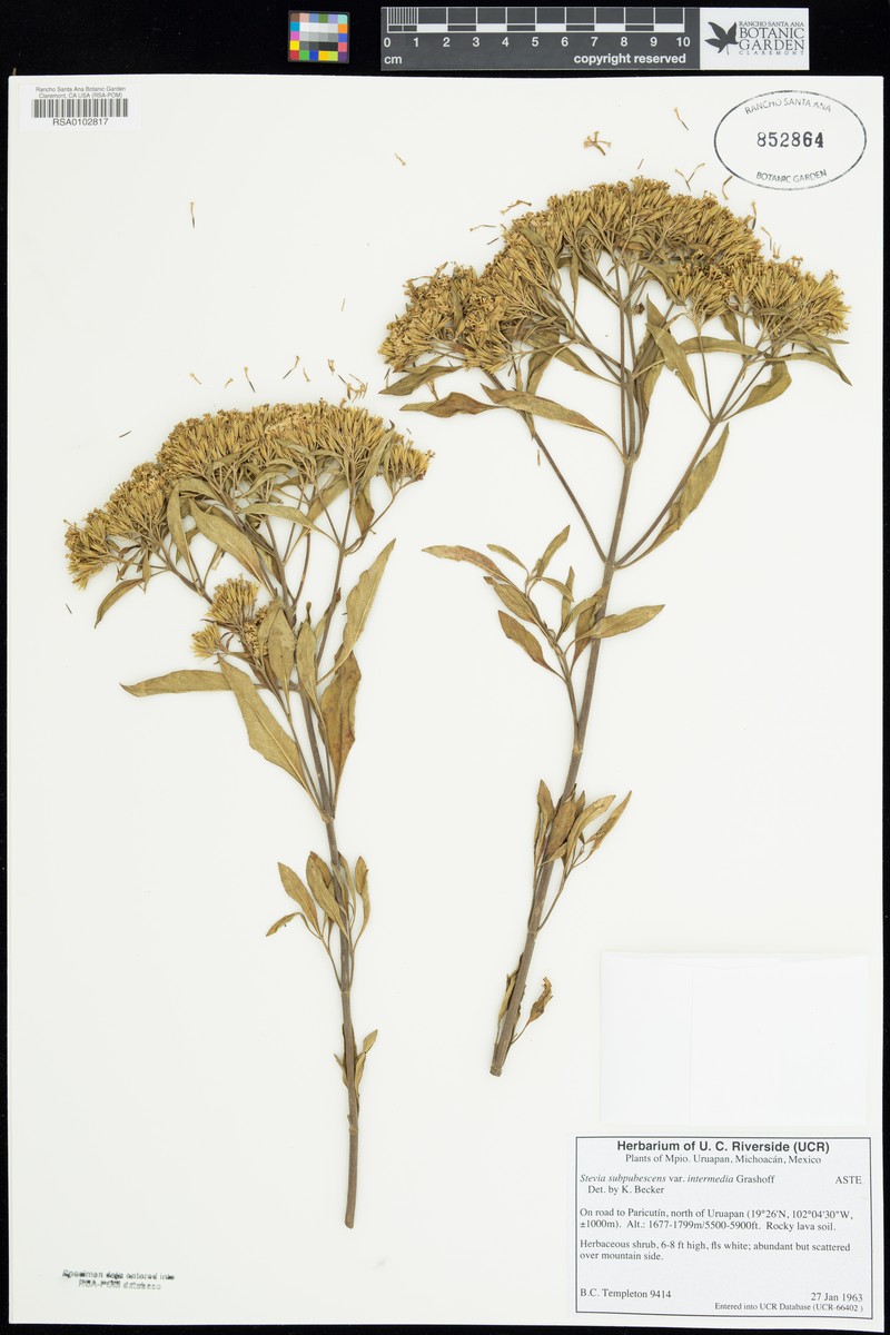 Stevia subpubescens var. intermedia