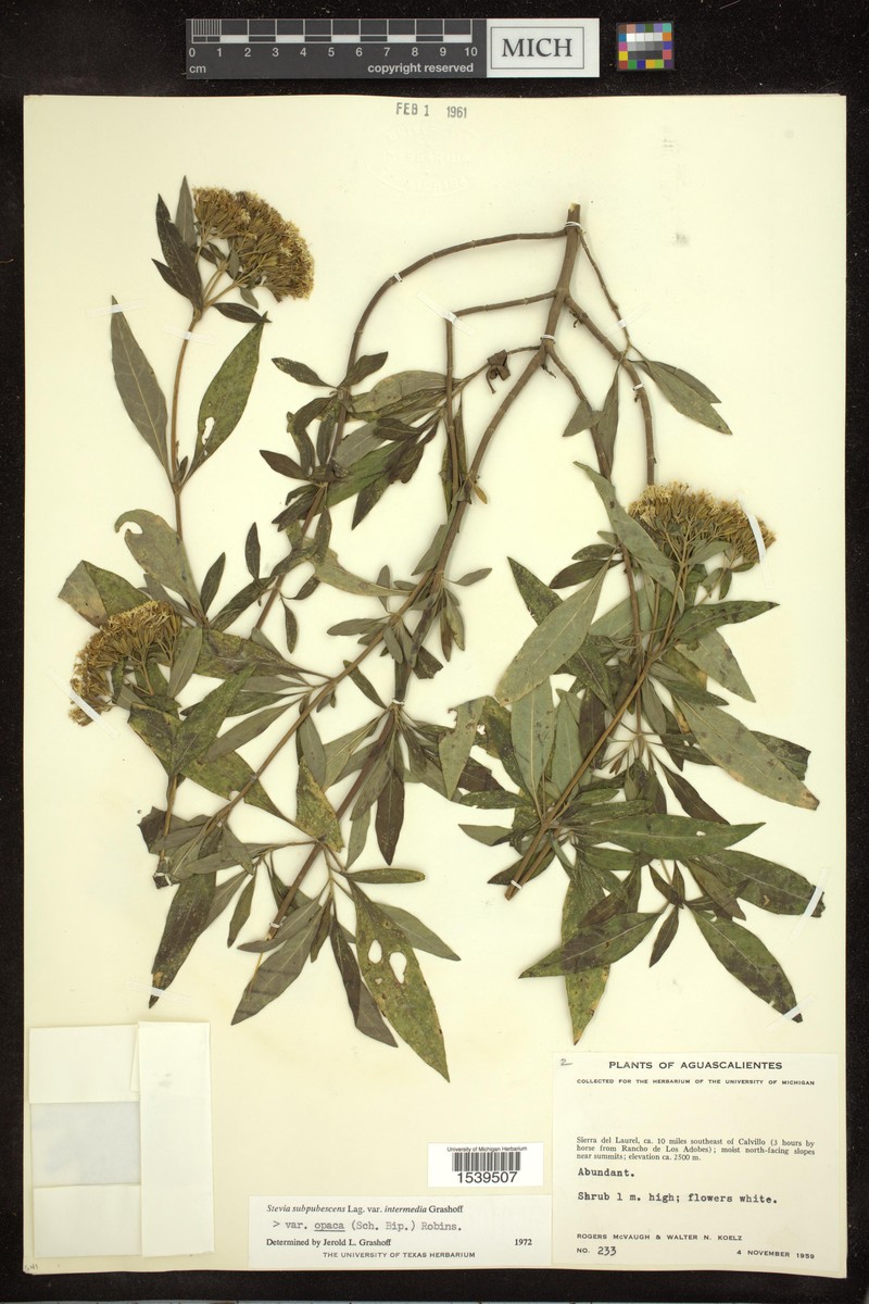 Stevia subpubescens var. intermedia photo 2