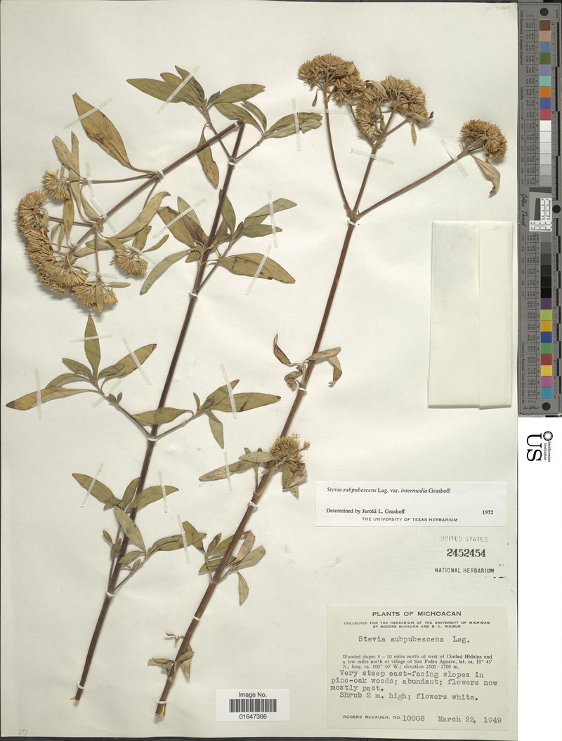 Stevia subpubescens var. intermedia photo 3