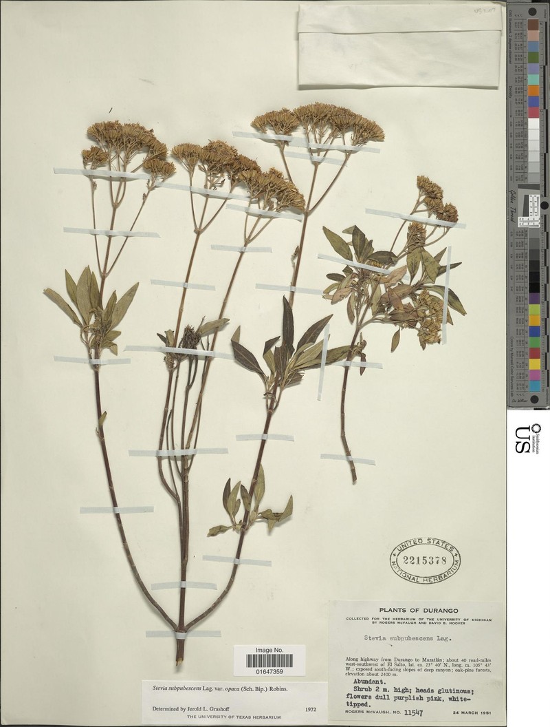 Stevia subpubescens var. opaca
