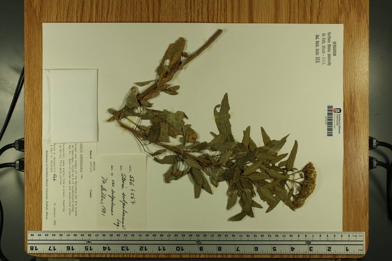 Stevia subpubescens var. subpubescens
