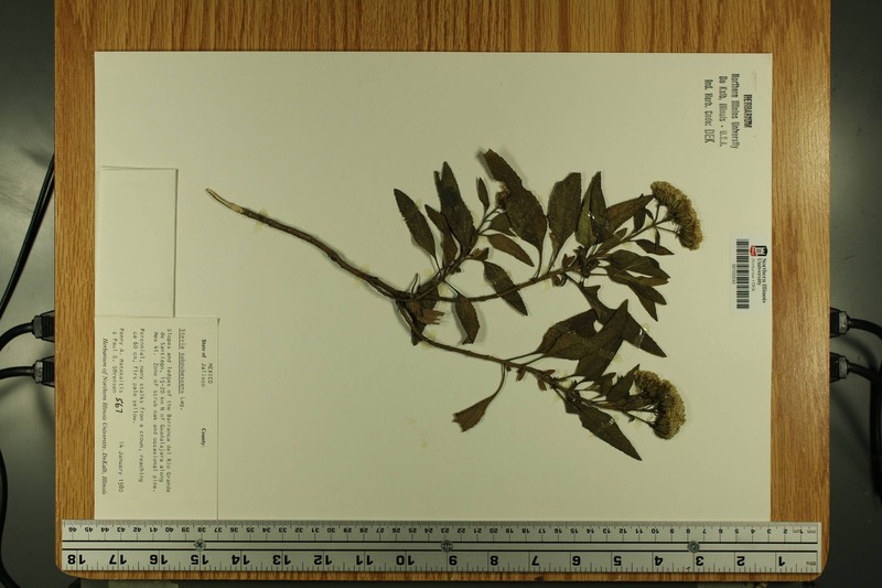 Stevia subpubescens var. subpubescens photo 2